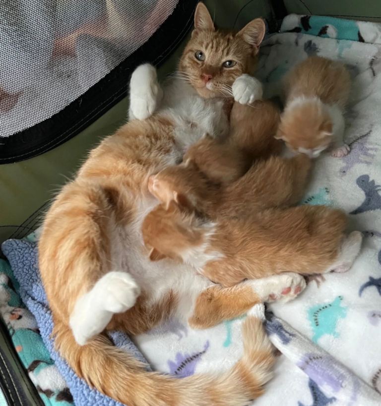 X2 Ginger kittens - Ready to leave!