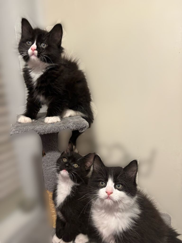 Black and White Maine Con Cross Kittens 