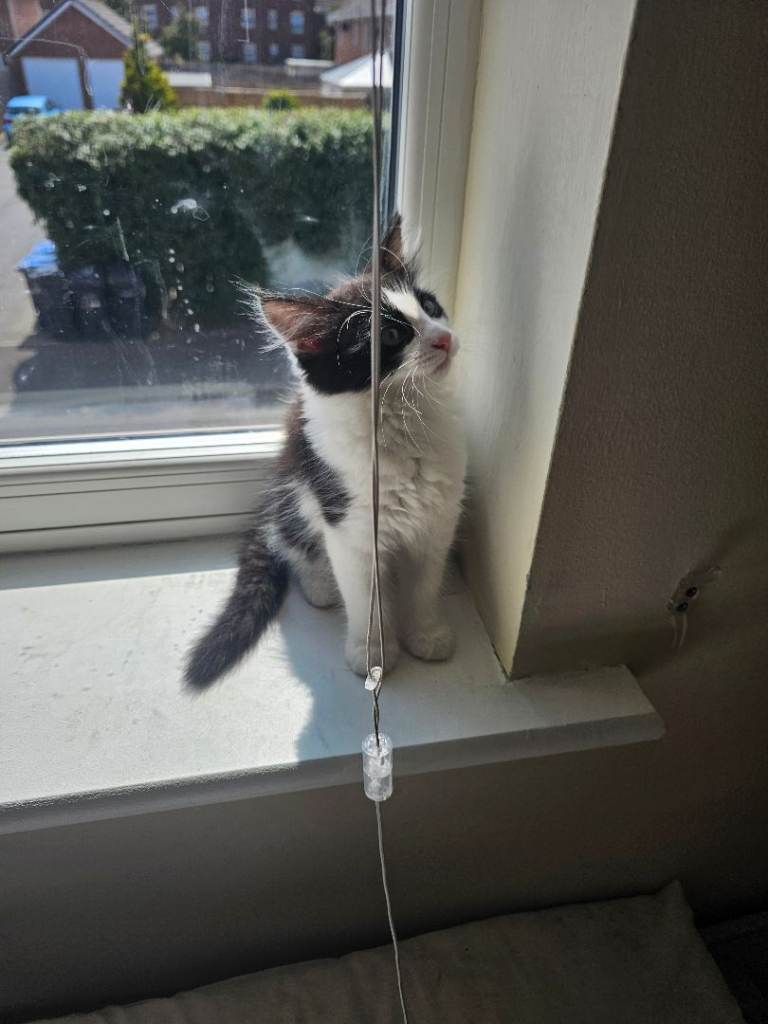 1 Boy British Longhaired Kittens White and Black Kitten