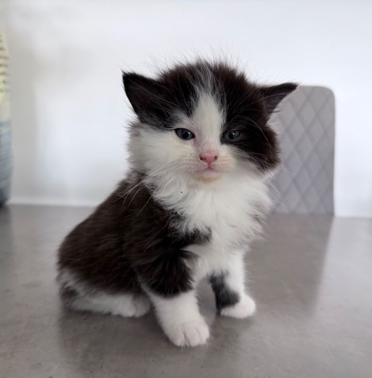 Beautiful fluffy kittens ready from 2nd June