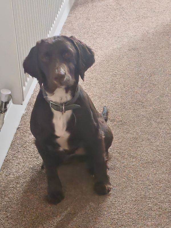 Cocker Spaniel For Sale 