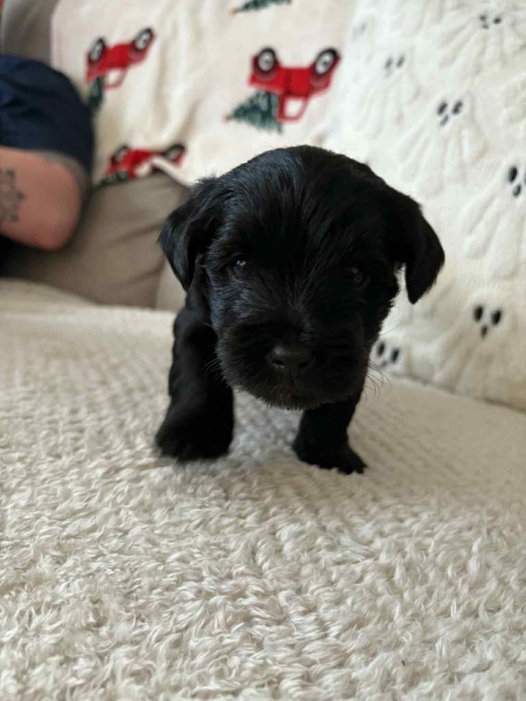 Yorkiepoo puppy’s for sale, Yorkshire terrier / poodle 