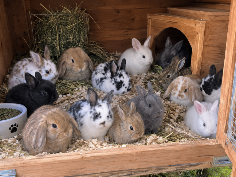 Beautiful assortment of rabbits