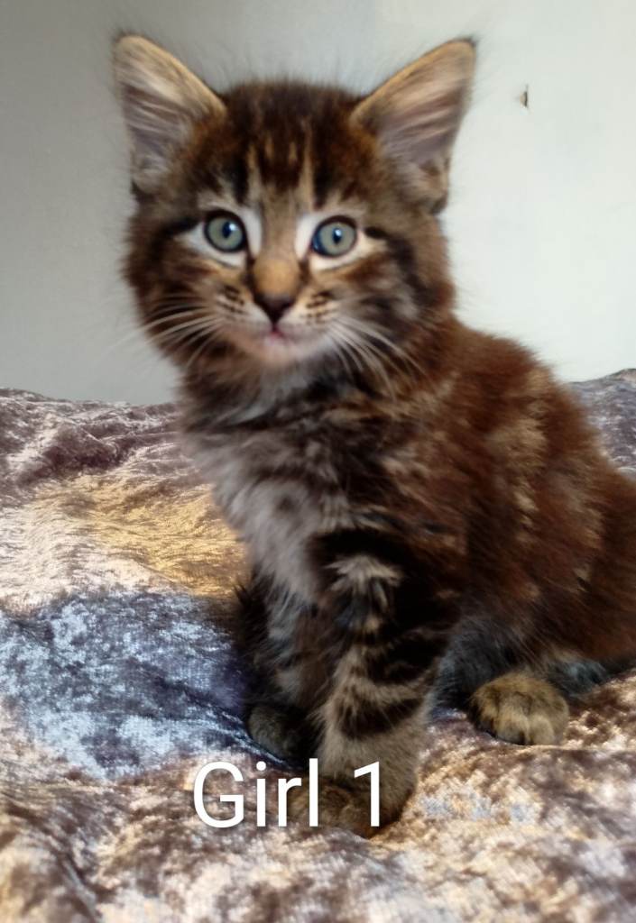 Stunning kittens now ready 2 boys 2 girls