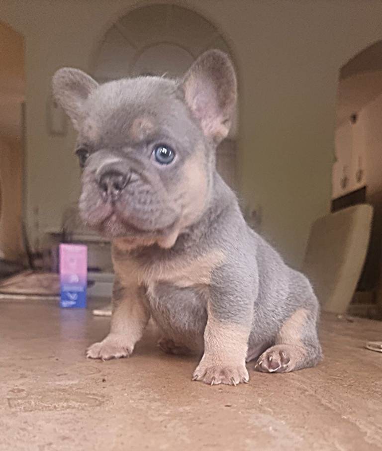 Beautiful french bulldogs