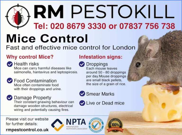 image for 🚨 Say Goodbye to Pests! 🦟🐀 Expert Pest Control – Fast & Affordable! 🚫✅