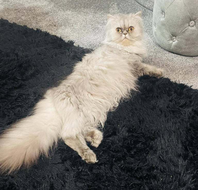 Chinchilla Persian 
