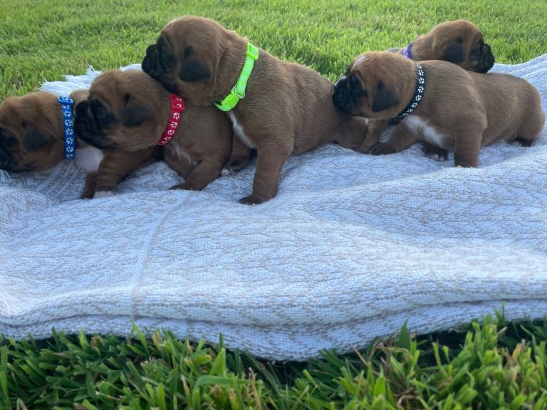 KC registered pedigree Boxer pups 