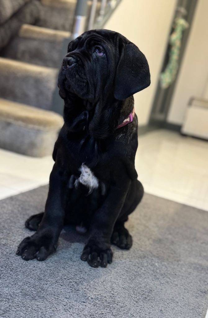 3 Neapolitan mastiff black female puppies Newcastle 