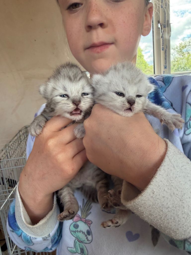 PEDIGREE Silver snow British shorthair kittens 