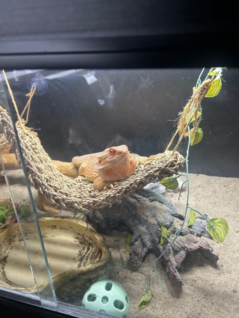 Bert the bearded dragon