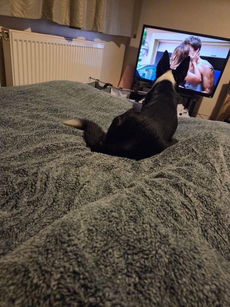 Rehoming due to no fault of his own