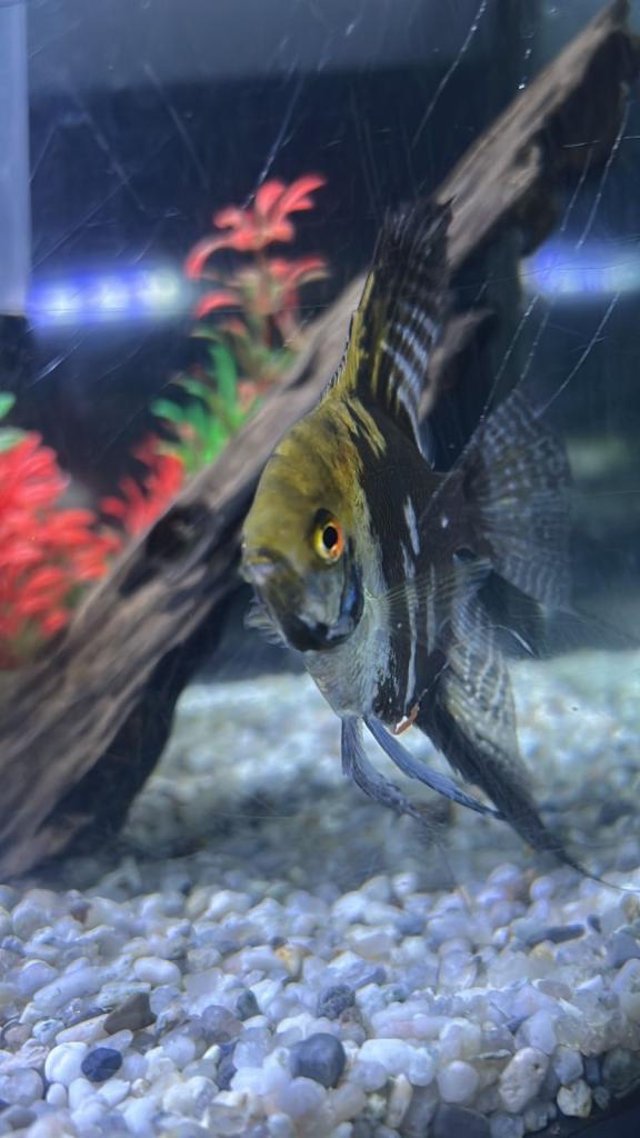 Various tropical fish for sale 