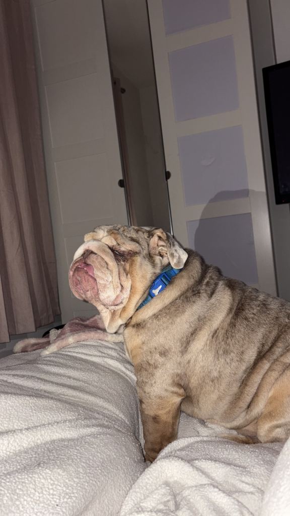 British bulldog