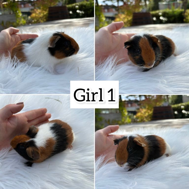 Baby guinea pigs boys and girls