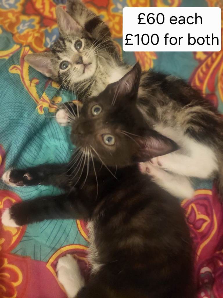 2 Kittens left girls 😸 NO TIME WASTERS 