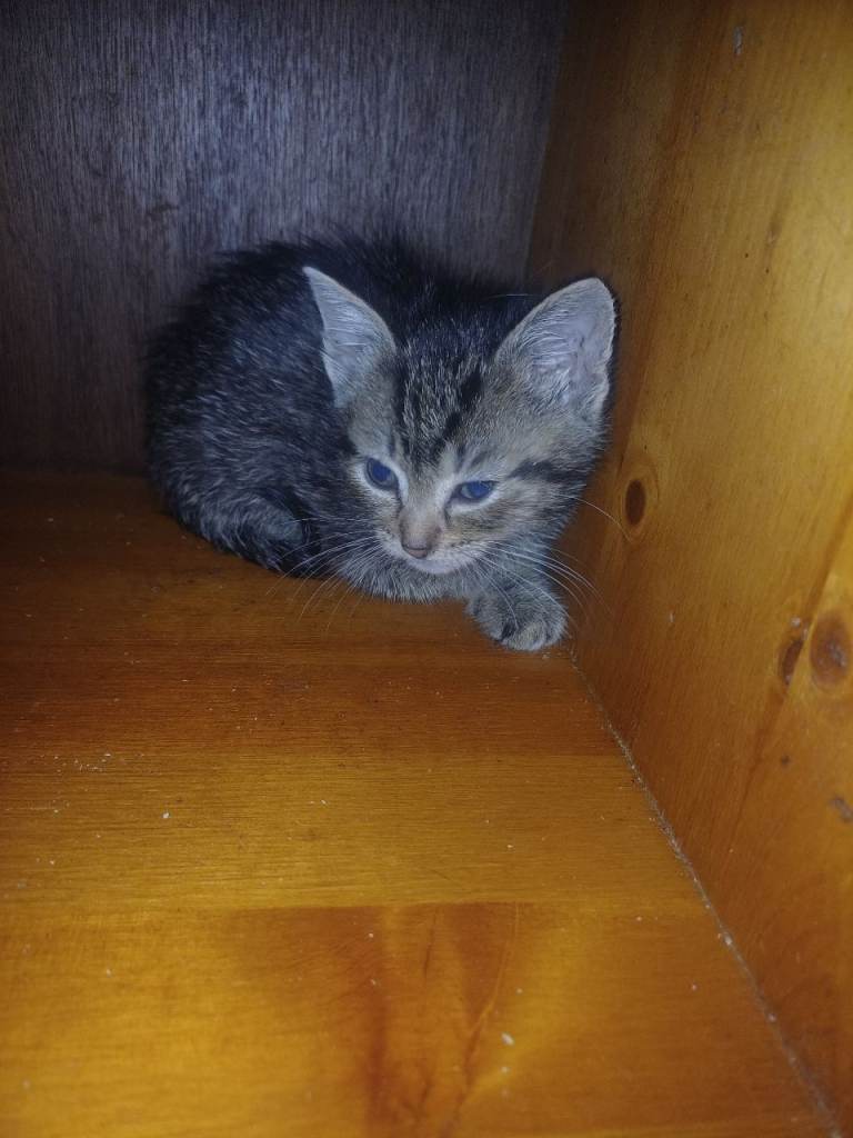 6 Cute Kittens Looking for New Homes