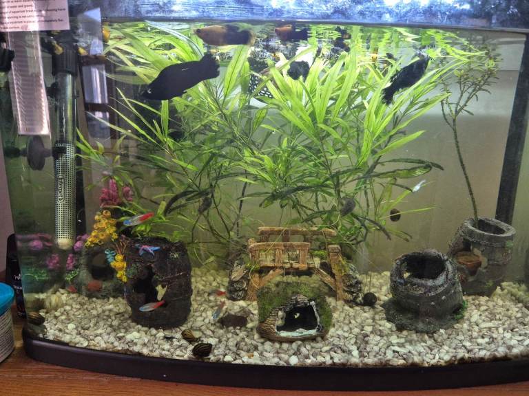 fish tank with fish, shrimp and snails 