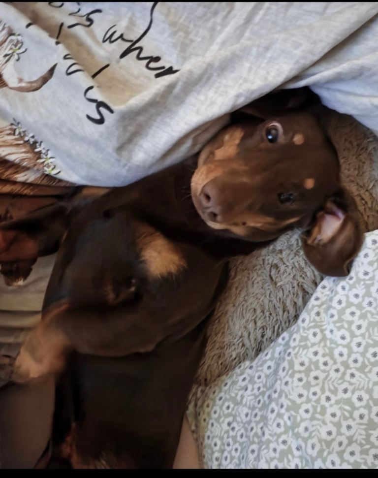 Dachshund 