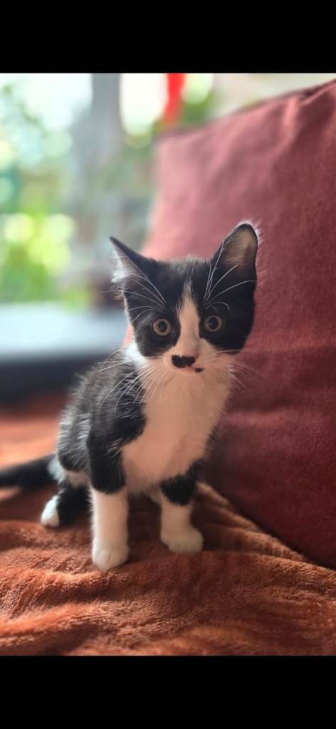 Beautiful and Friendly Kitten Readyfor their homesns Ready 