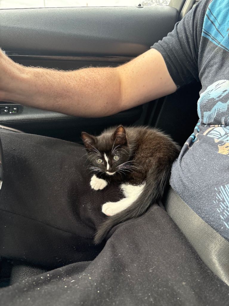 10 week old kitten for sale