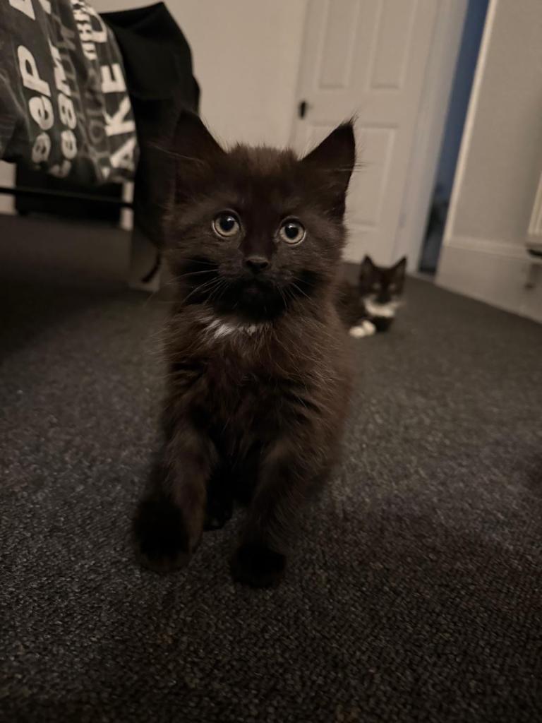 3 beautiful kittens for sale 