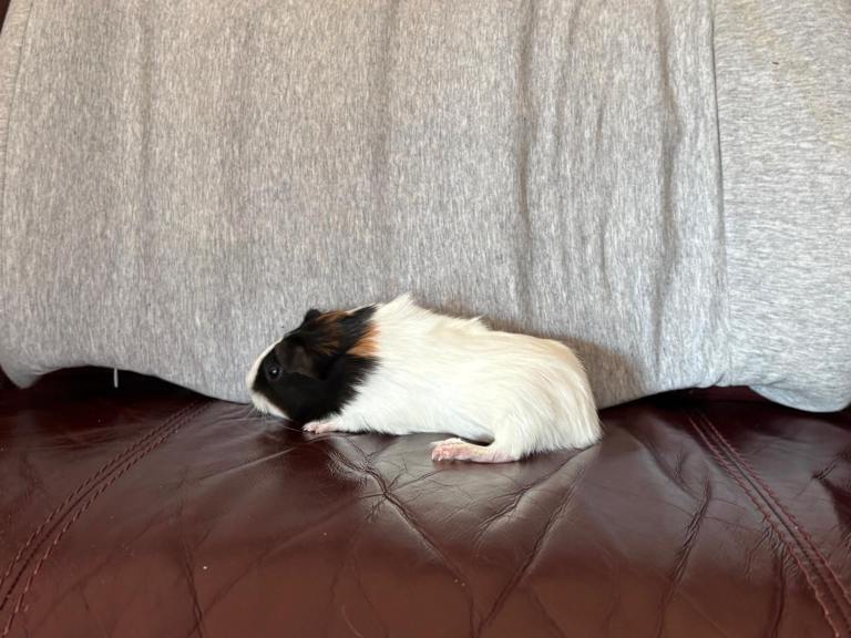 Male Guinea pigs 
