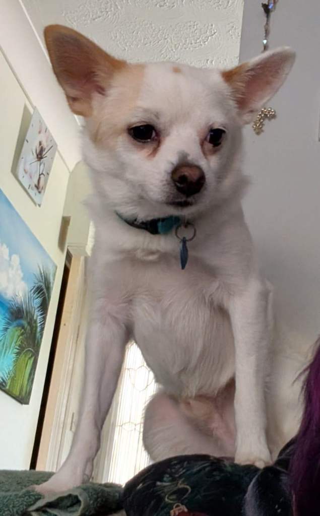 Three year old Chihuahua cross Pomeranian for sale 