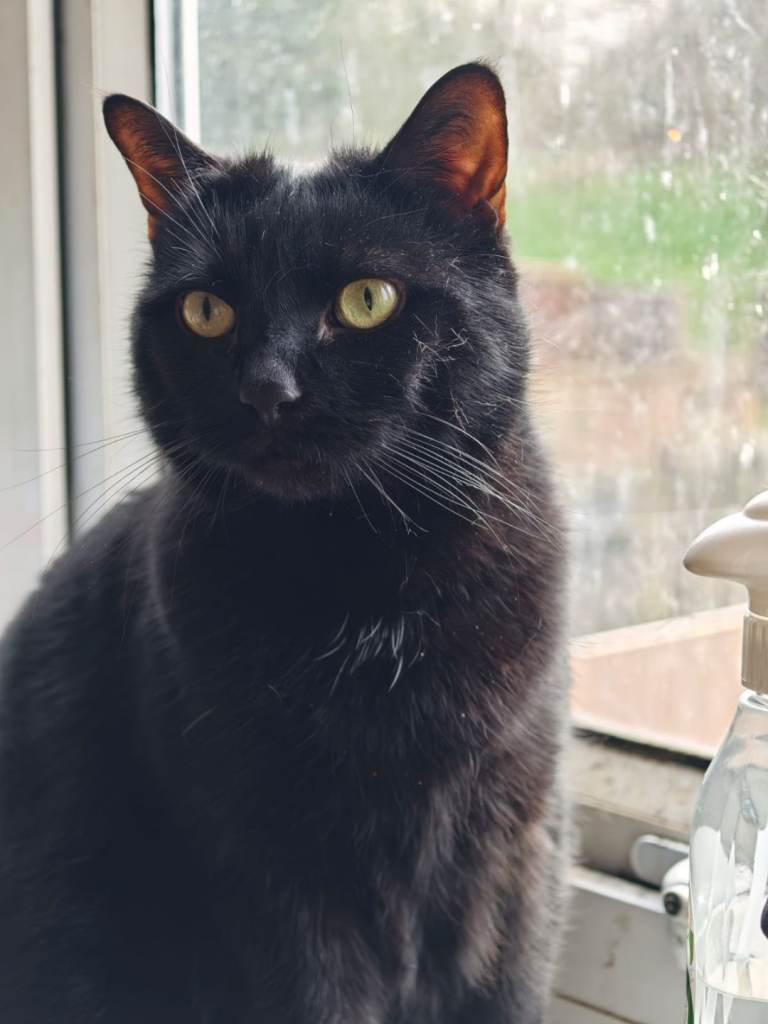 Cats needing new homes 