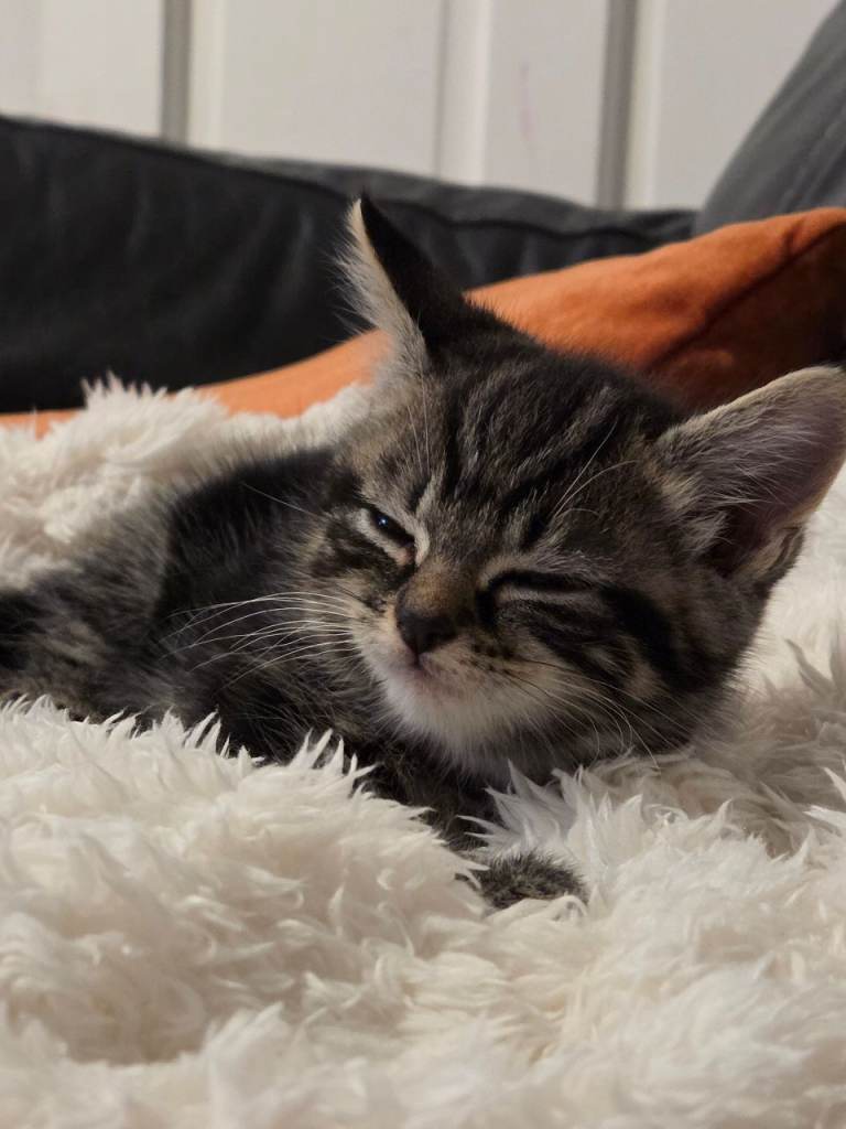 Female kitten for sale