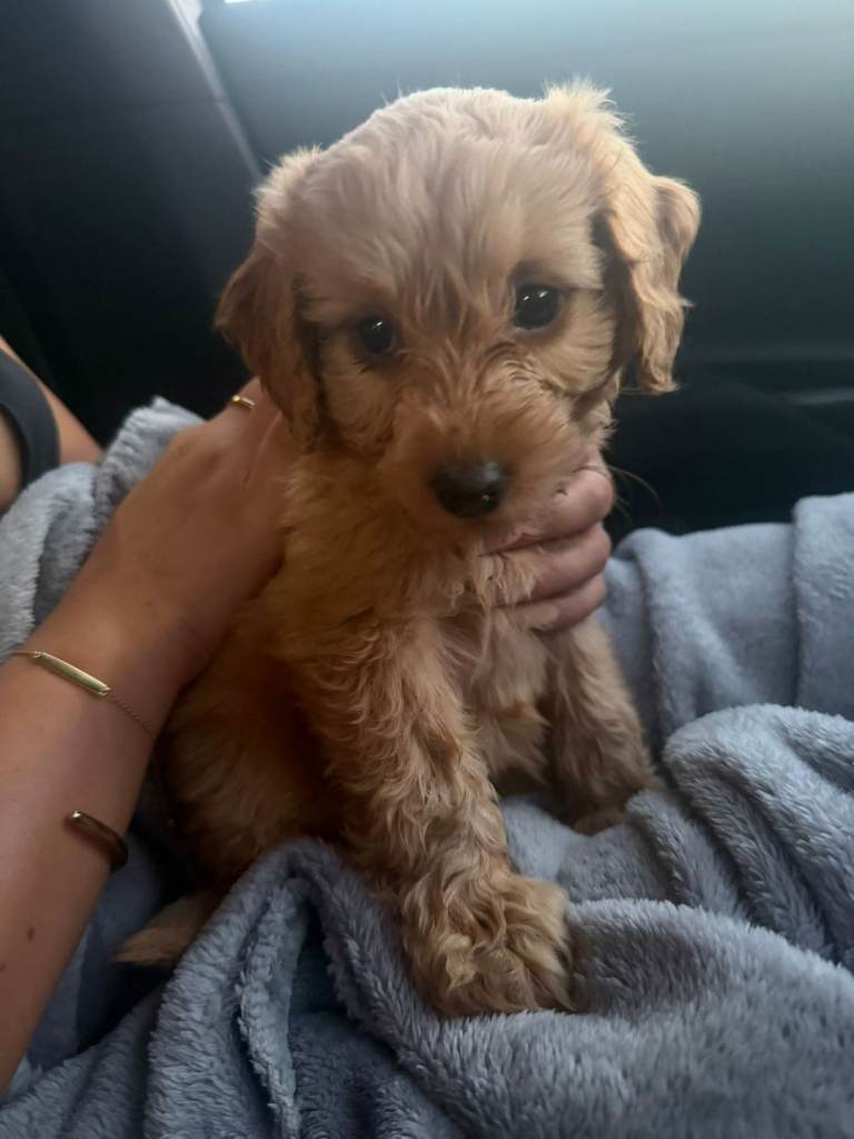 Female cockapoo