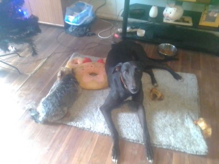 3 1/2-year-old buy greyhound for sale