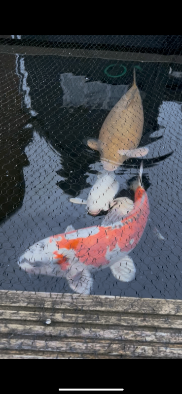 Koi carp - Beni kikokuryu 20 inch sold