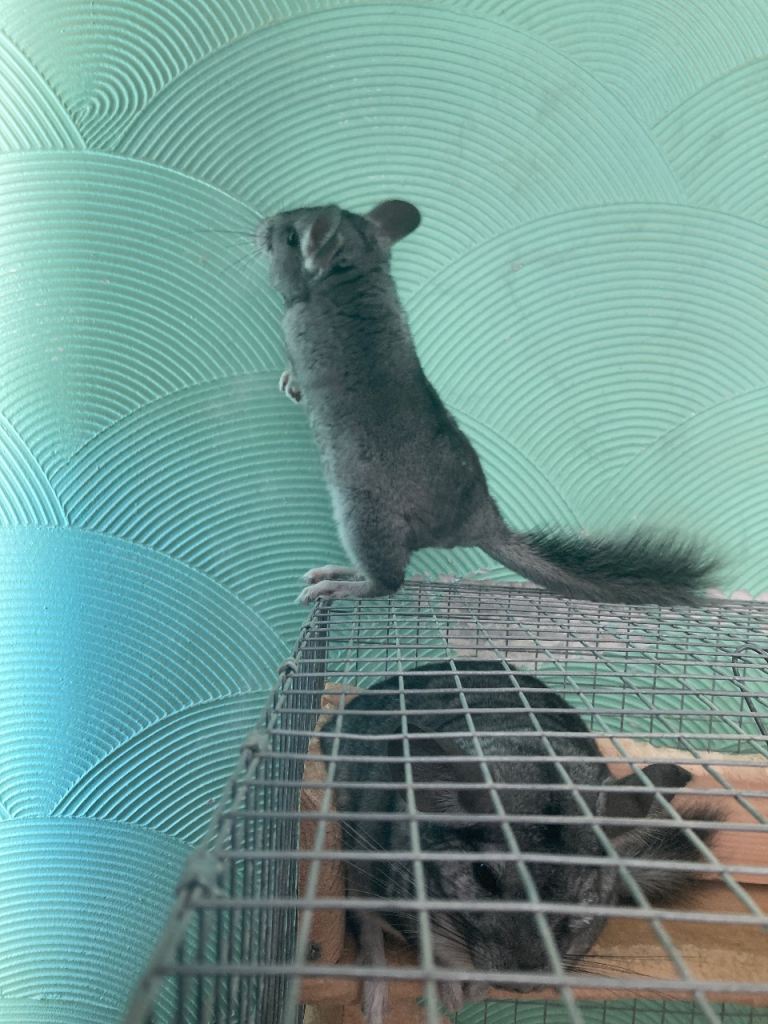 Female chinchilla 