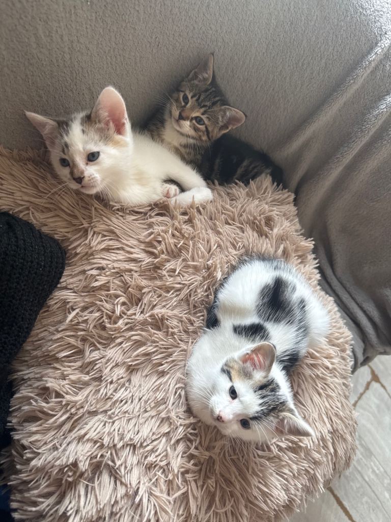 3 kittens
