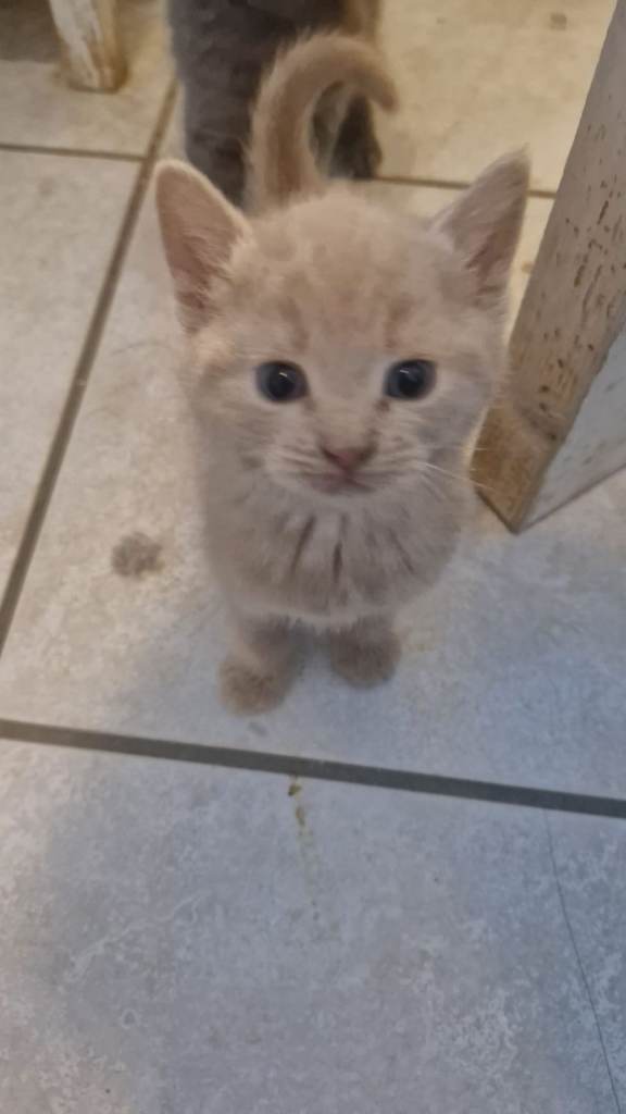 Lovely British short hair cross kittens for sale £225