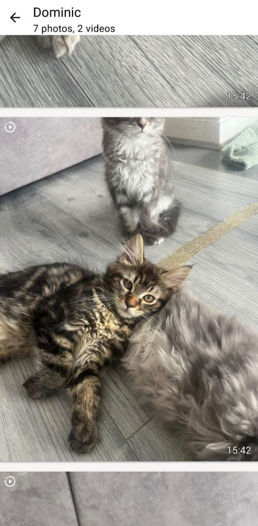 Beautiful main coon kittens
