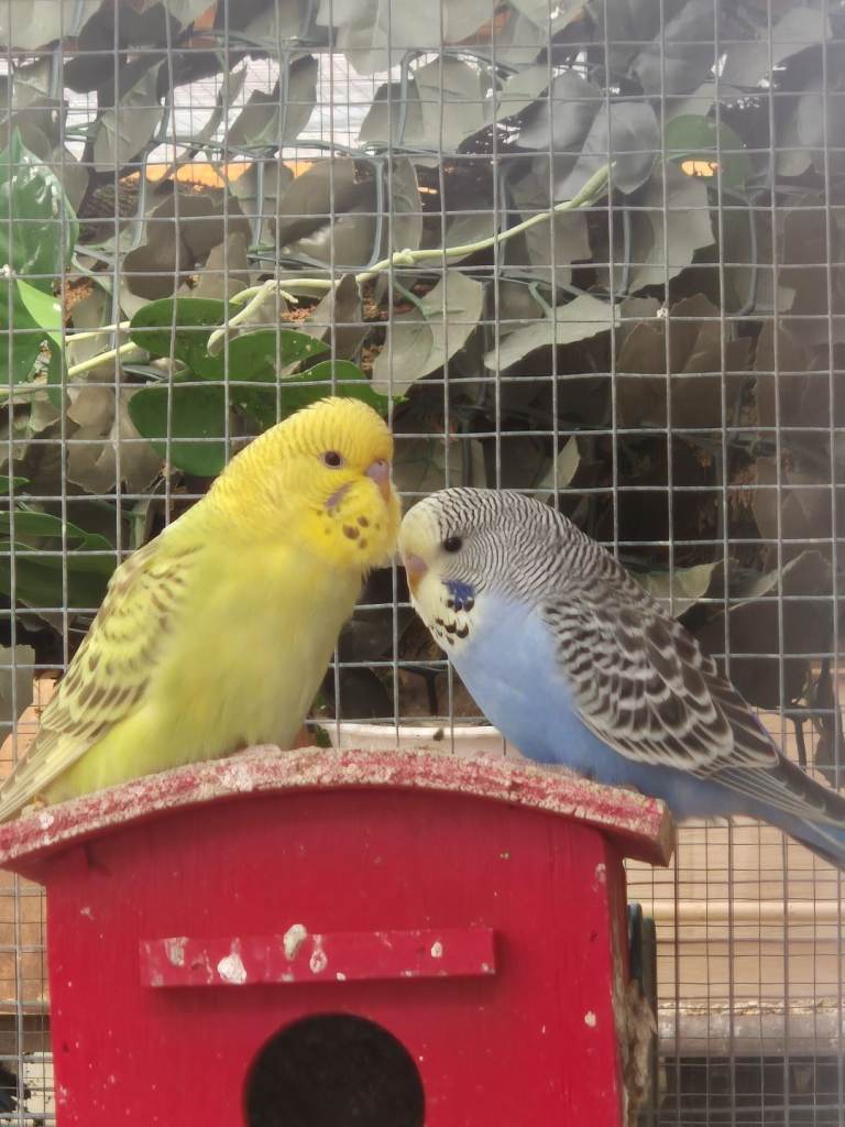 Baby Budgies