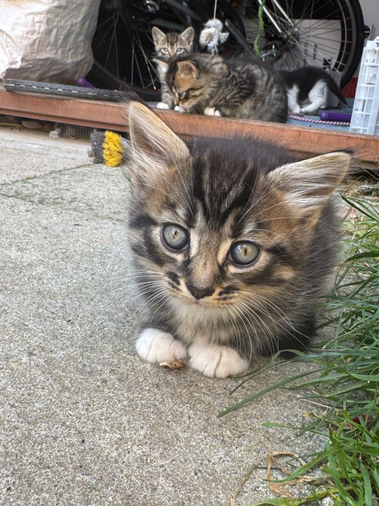 Cat and kittens