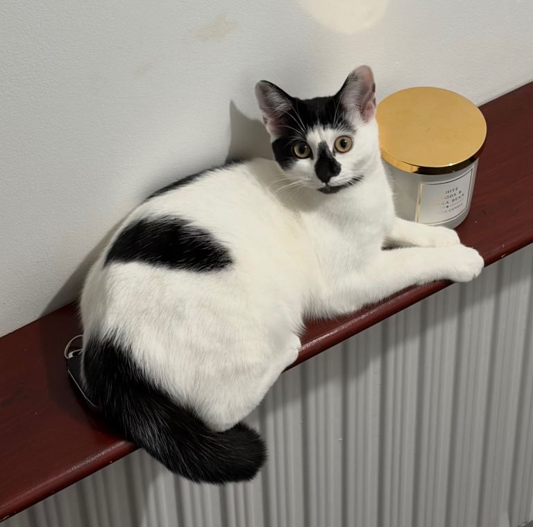 Lovely british shorthair