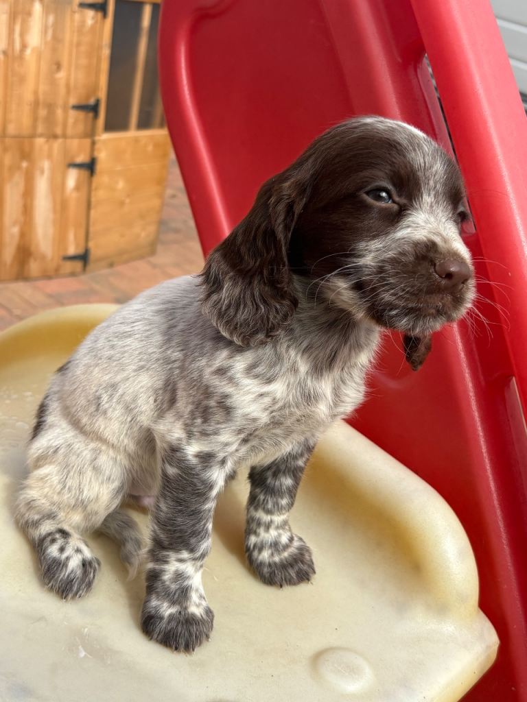 Show type cocker spaniel puppies 