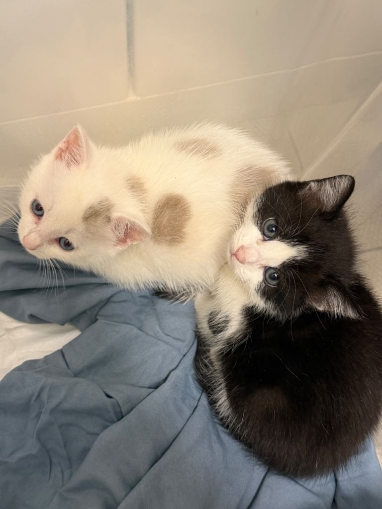 Two Kittens