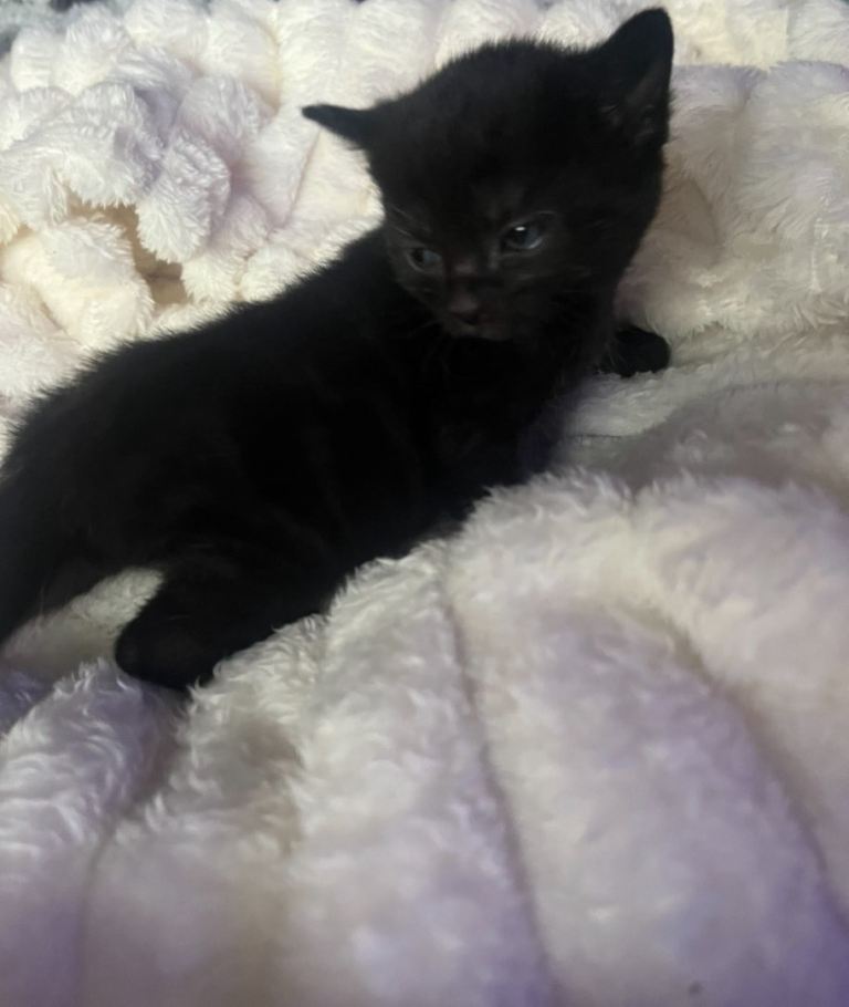 Male kitten for sale
