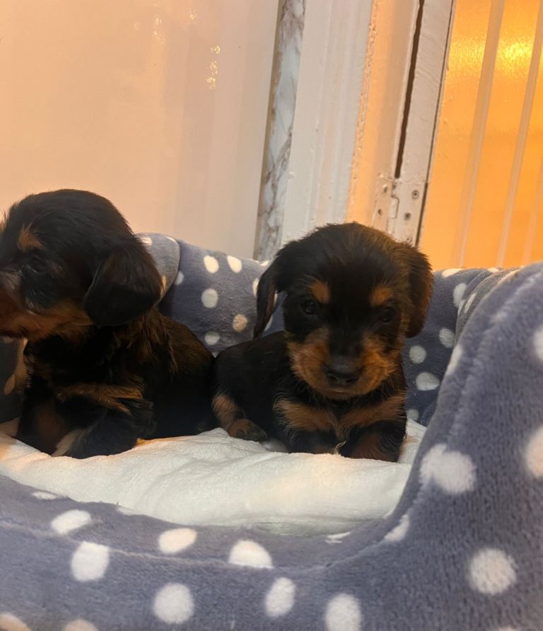 Dachshund puppies 
