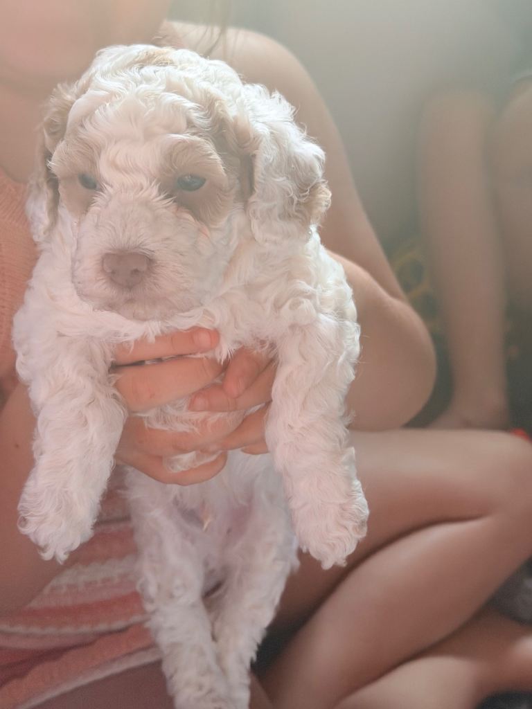 cockapoo puppys ONLY 2 left 