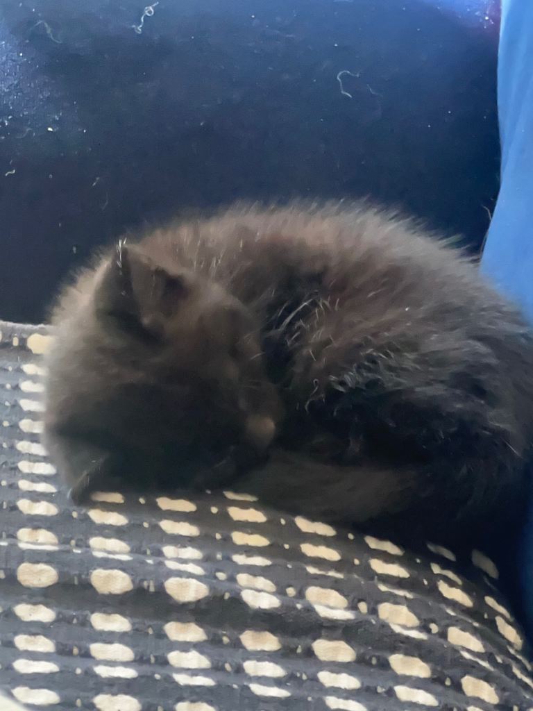 3 kittens for sale 