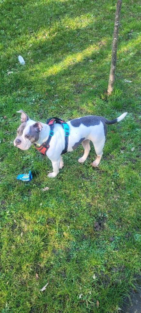 Beautiful Pocket Bully