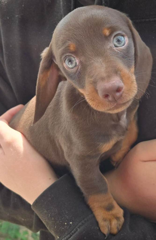 Miniature Dashund puppies for sale