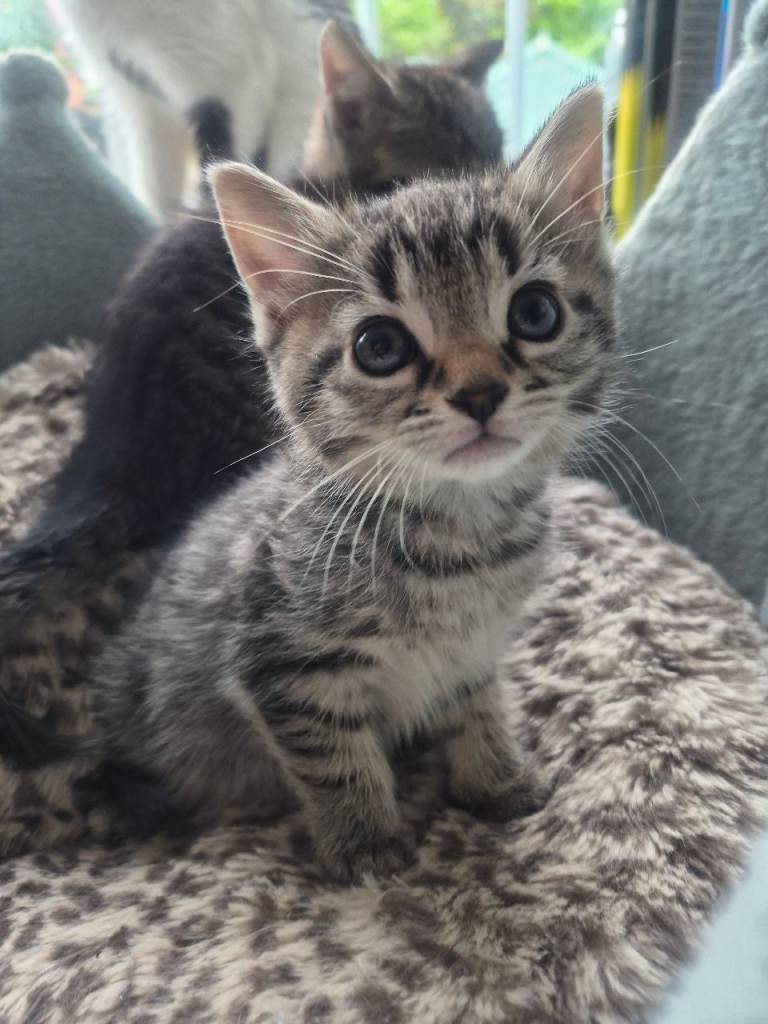 1 Beautiful tabby kitten left