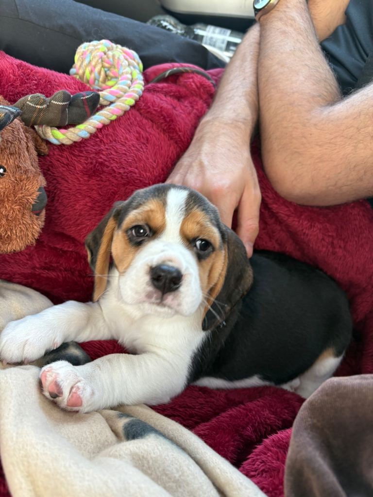 Beagle 1 year 